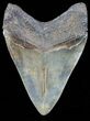 Serrated, Fossil Megalodon Tooth - Mottled Coloration #56505-2